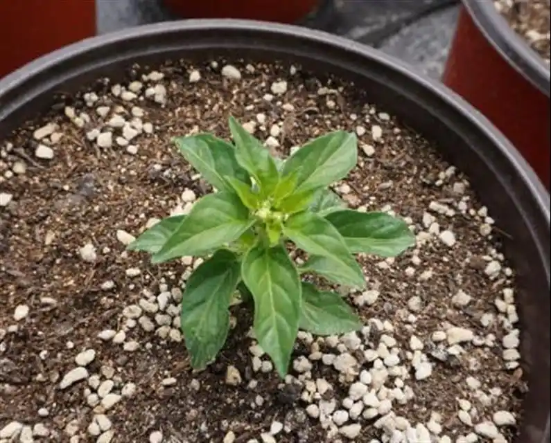 盆栽朝天椒的种植方法