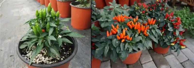 盆栽朝天椒的种植方法