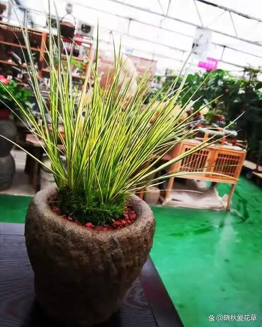 驱蚊草种植方法