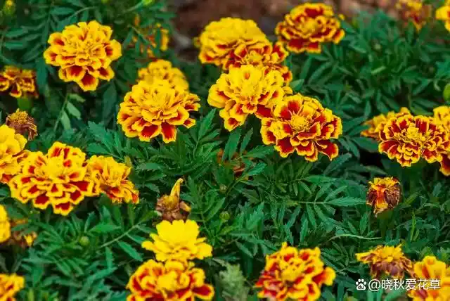 驱蚊草种植方法