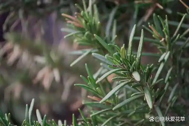 驱蚊草种植方法