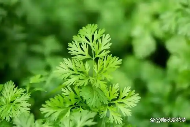 驱蚊草种植方法