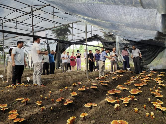 农广天地食用菌种植技术
