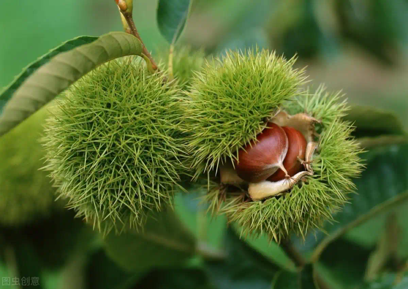 栗子树种植方法
