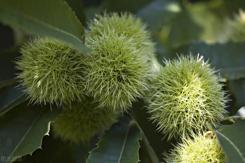 栗子树种植方法