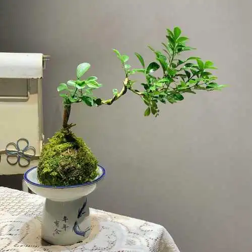 驱蚊草种植方法