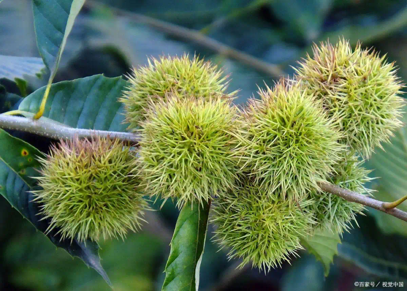 栗子树种植方法