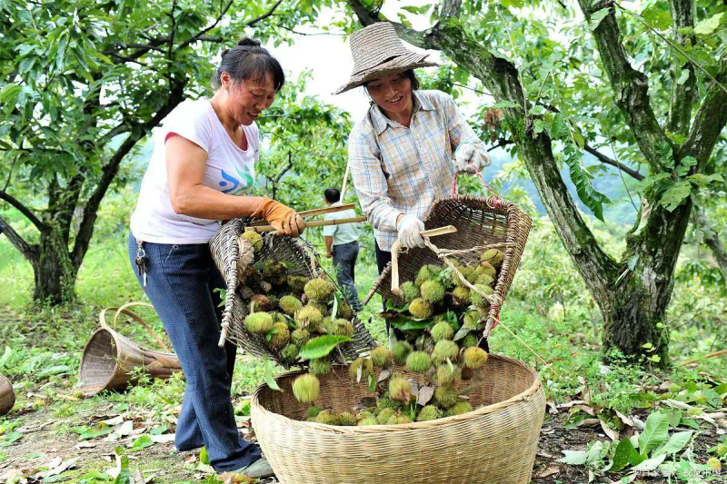 栗子树种植方法