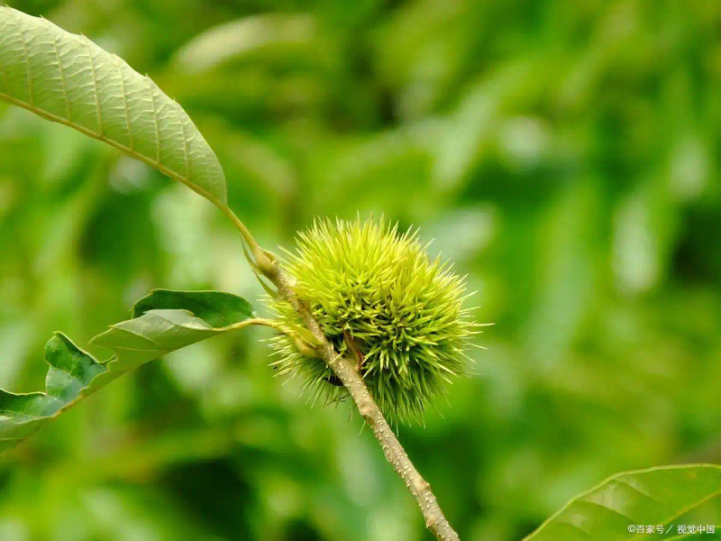 栗子树种植方法