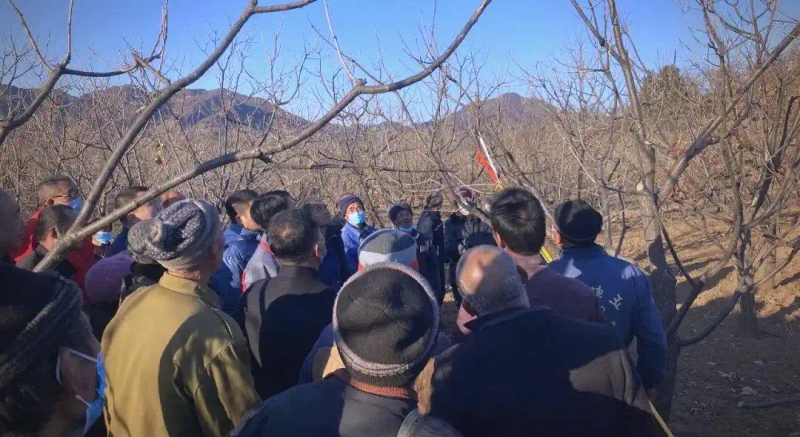 栗子树种植方法