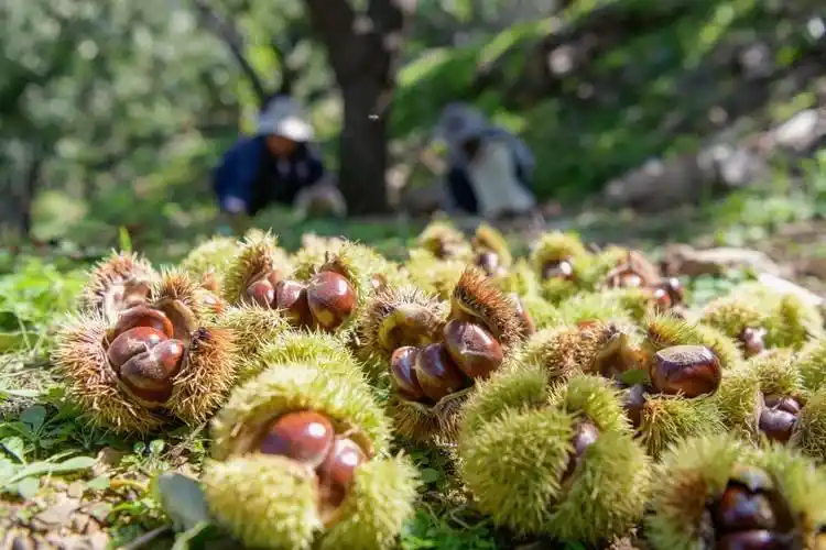 栗子树种植方法