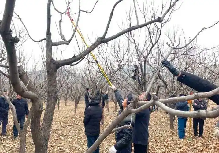 栗子树种植方法