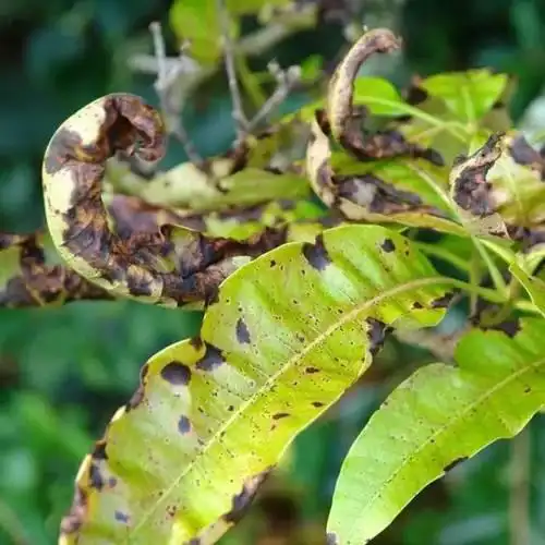 栗子树种植方法