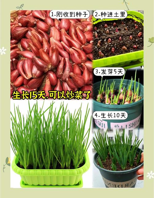 春播大葱种植技术视频