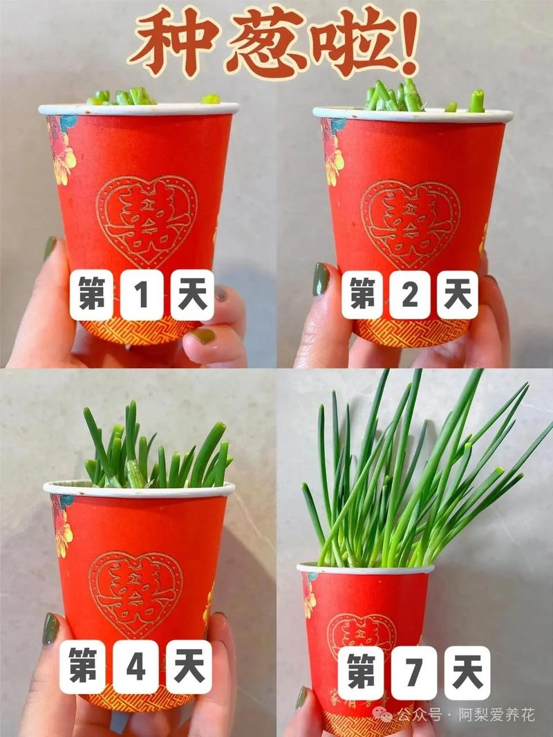 春播大葱种植技术视频