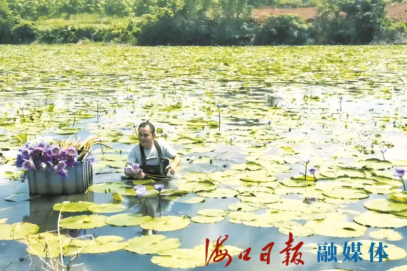 水族缸睡莲的种植方法