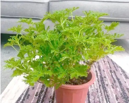 驱蚊草种植方法