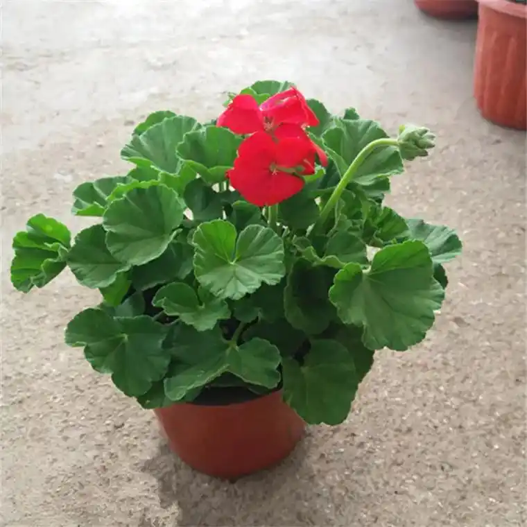 驱蚊草种植方法