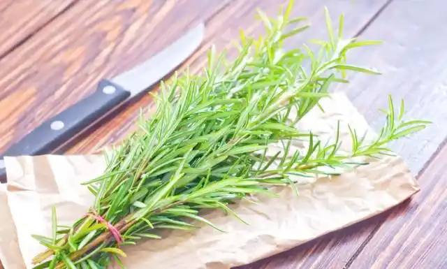 驱蚊草种植方法