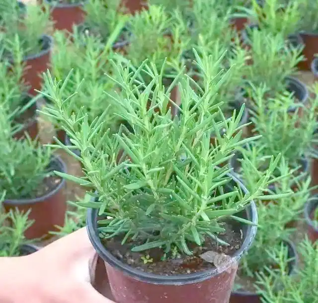 驱蚊草种植方法