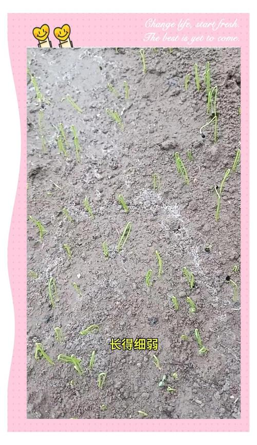 春播大葱种植技术视频