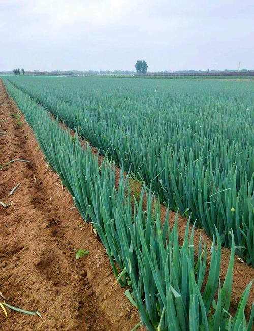 春播大葱种植技术视频