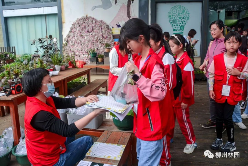 水族缸睡莲的种植方法