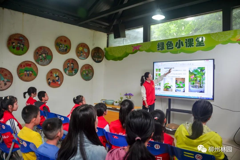 水族缸睡莲的种植方法