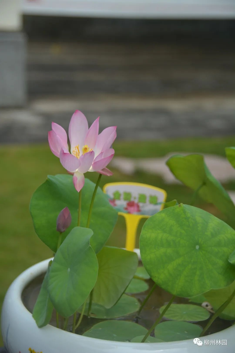 水族缸睡莲的种植方法
