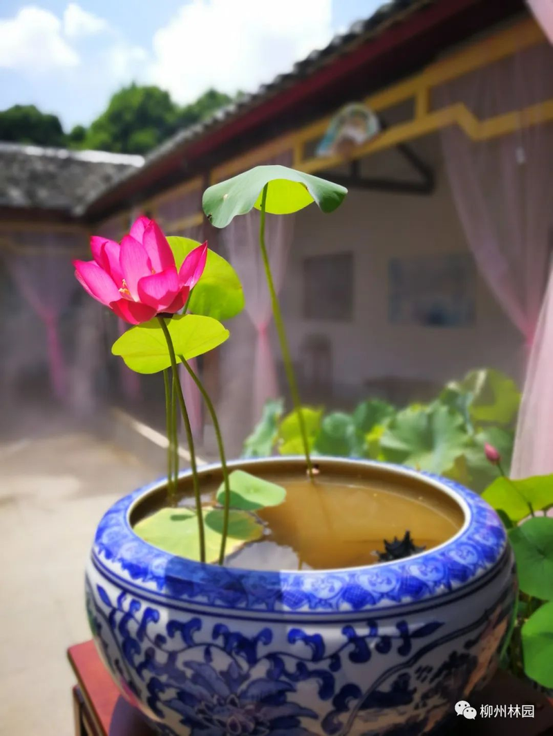 水族缸睡莲的种植方法