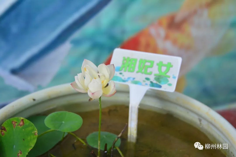 水族缸睡莲的种植方法