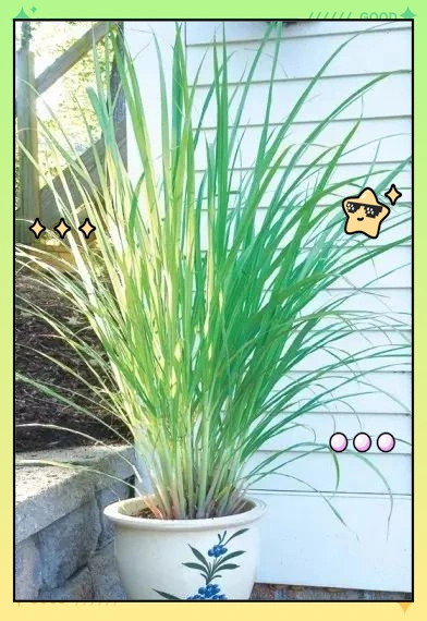 驱蚊草种植方法