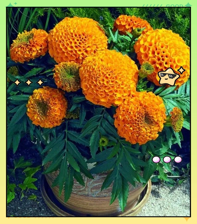 驱蚊草种植方法