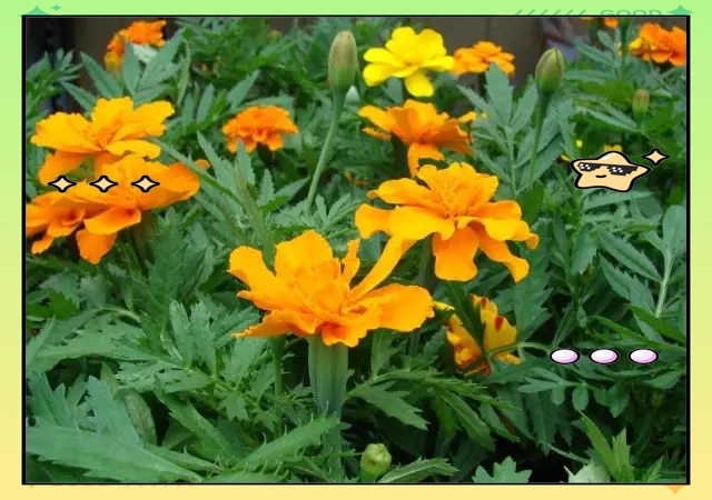 驱蚊草种植方法