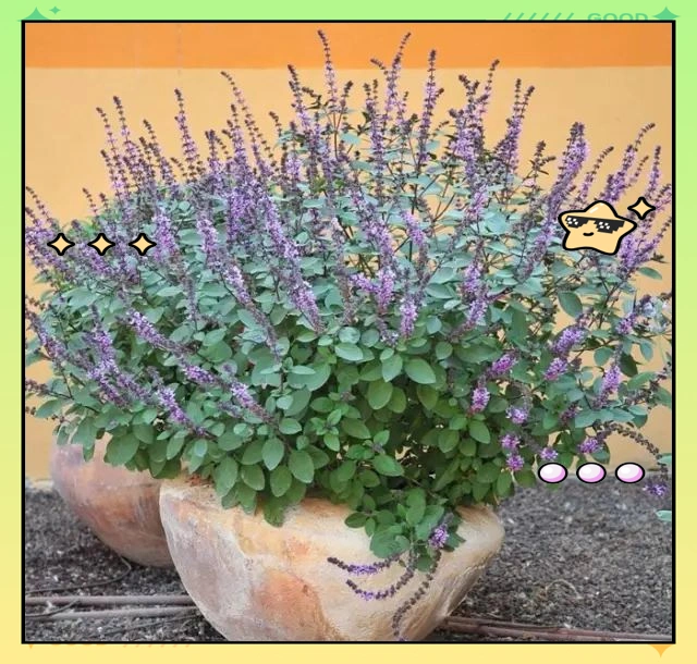 驱蚊草种植方法