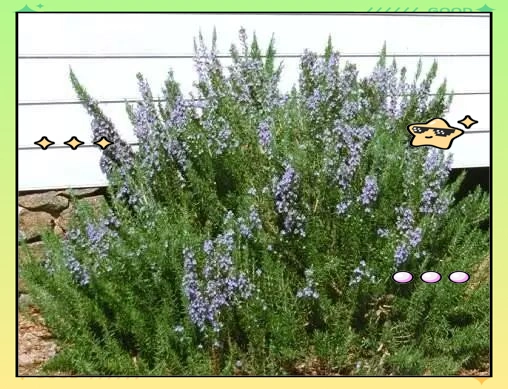 驱蚊草种植方法