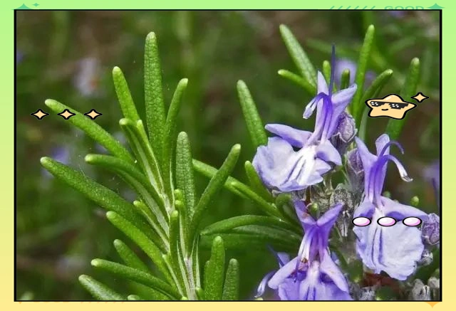 驱蚊草种植方法