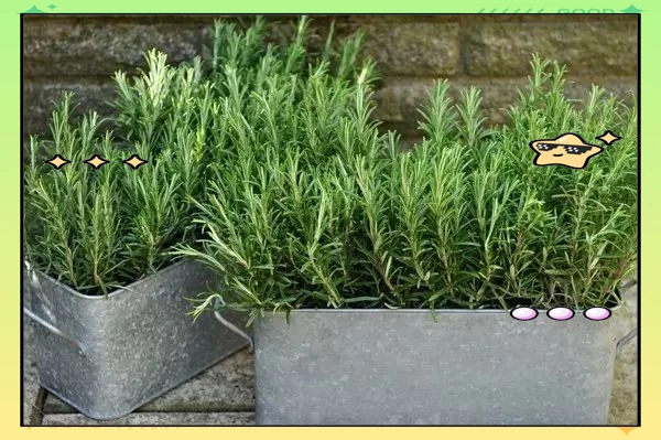 驱蚊草种植方法