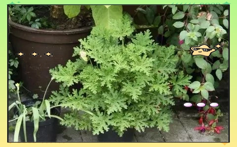 驱蚊草种植方法