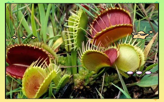 驱蚊草种植方法