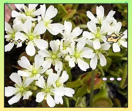 驱蚊草种植方法