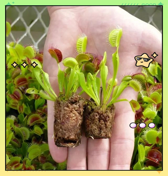 驱蚊草种植方法