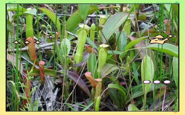 驱蚊草种植方法