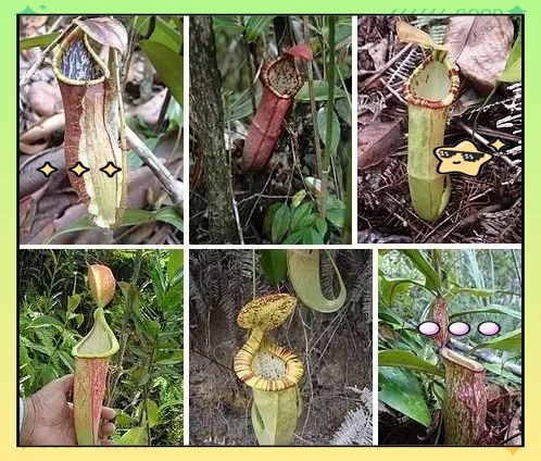 驱蚊草种植方法