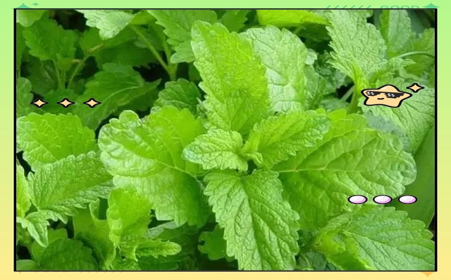 驱蚊草种植方法