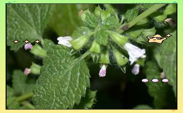 驱蚊草种植方法