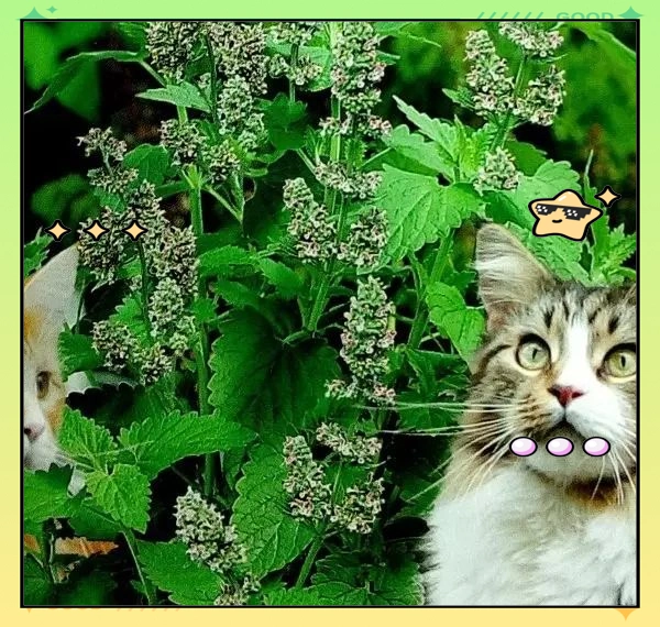 驱蚊草种植方法