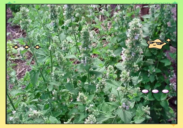 驱蚊草种植方法