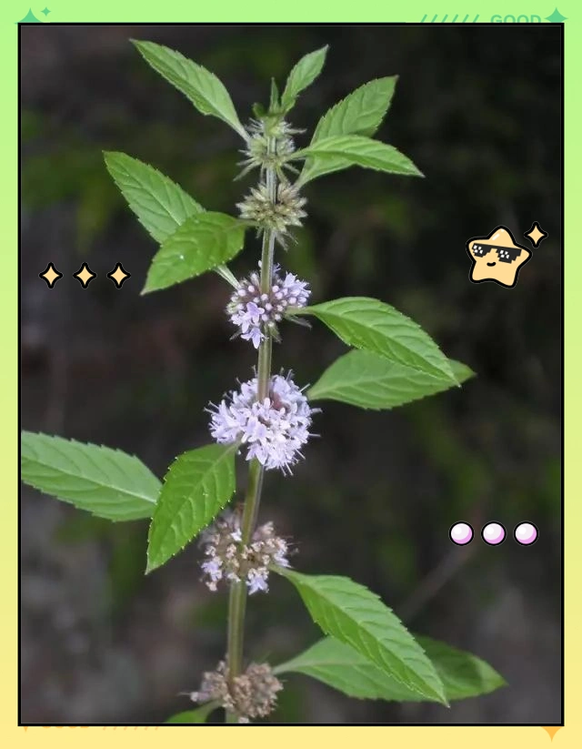 驱蚊草种植方法