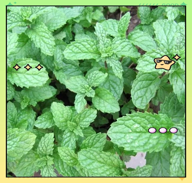 驱蚊草种植方法